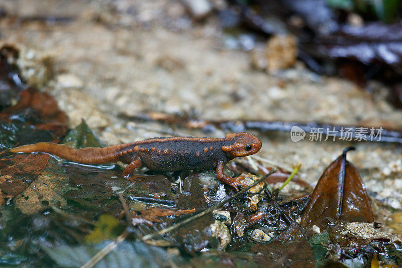 动物:成年喜马拉雅蝾螈(Tylototriton verrucosus)，又名鳄鱼蝾螈、鳄鱼蝾螈、喜马拉雅蝾螈、红节蝾螈。